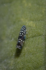 Trypanalebra maculata