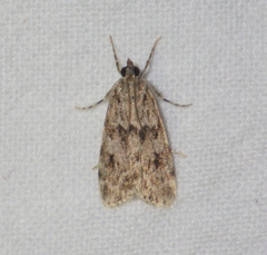 Scoparia ambigualis