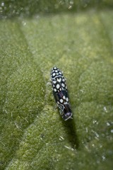 Trypanalebra maculata