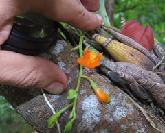 Prosthechea vitellina