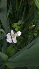 Calystegia sepium
