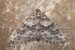Prionomelia spododea