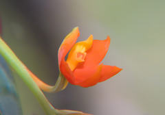 Prosthechea vitellina