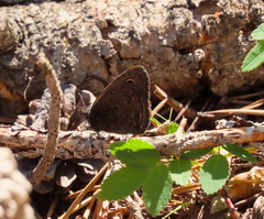 Cercyonis oetus