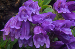 Penstemon cardwellii
