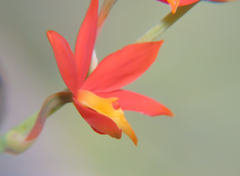 Prosthechea vitellina