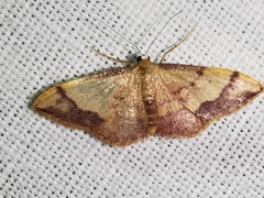Idaea ostrinaria