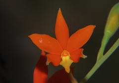 Prosthechea vitellina