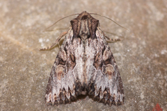 Apamea antennata