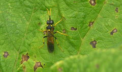 Tenthredo maxima