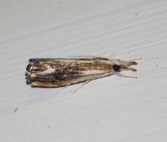 Catoptria verellus
