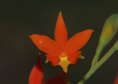 Prosthechea vitellina