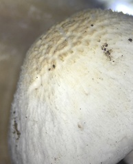 Pluteus tomentosulus