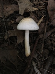 Pluteus tomentosulus