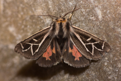 Apantesis williamsii