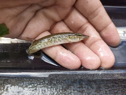 Redfin pickerel (Esox americanus) — Esocidae — 2