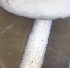 Pluteus tomentosulus