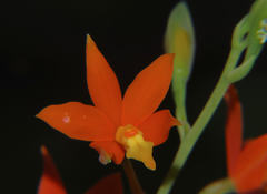 Prosthechea vitellina