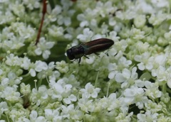 Agrilaxia flavimana