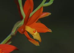 Prosthechea vitellina