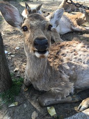 Cervus nippon centralis