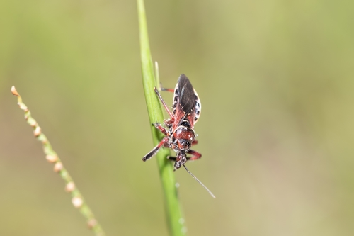 Florida Bee Assassin photo 4