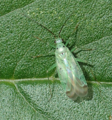 Ilnacora