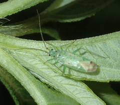 Ilnacora