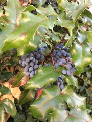Berberis aquifolium