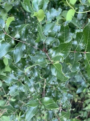 Zanthoxylum hirsutum