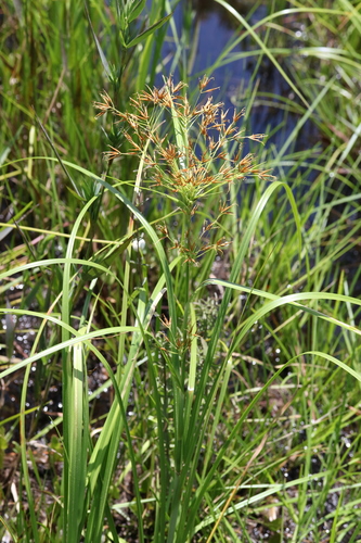 broadfruit horned beaksedge (Rhynchospora careyana)
