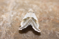 Plagiomimicus dimidiata