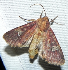 Sideridis congermana