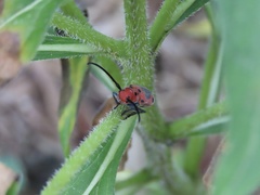 Tetraopes melanurus