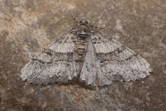 Prionomelia spododea