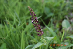 Coleus monostachyus