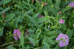 Convolvulus chinensis