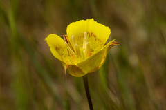 Calochortus luteus