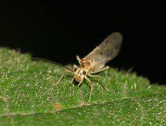 Stenopsocus immaculatus