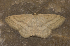 Scopula luteolata