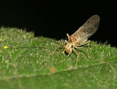 Stenopsocus immaculatus