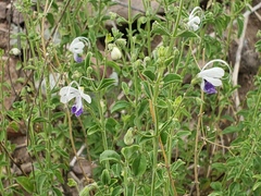 Trichostema arizonicum