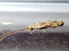 Tenomerga cinerea