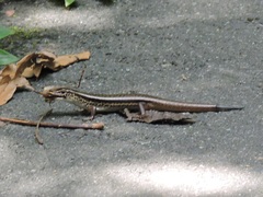 Sphenomorphus indicus