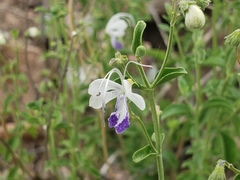 Trichostema arizonicum