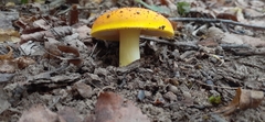 Russula xantho