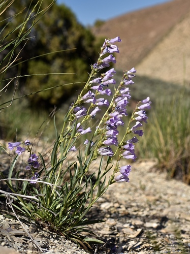 White River beardtongue (Penstemon scariosus)