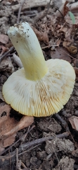 Russula xantho