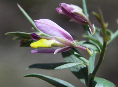 Rhinotropis subspinosa