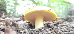 Russula xantho